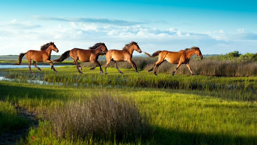 Morehead City showing land animals and tranquil scenes