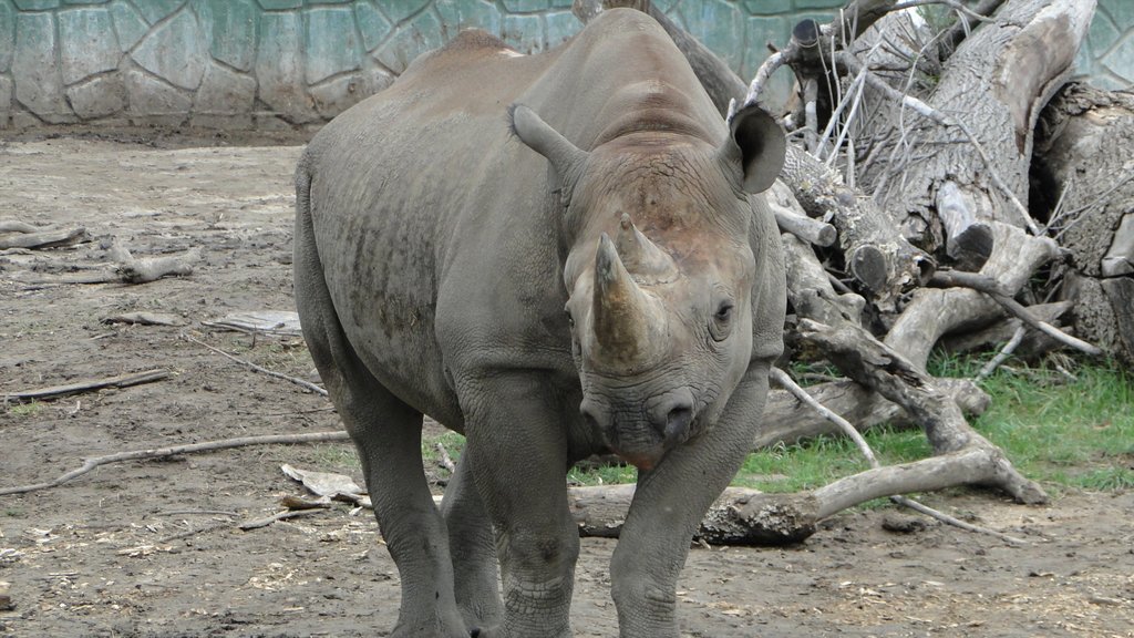 Racine Zoological Gardens featuring zoo animals and land animals