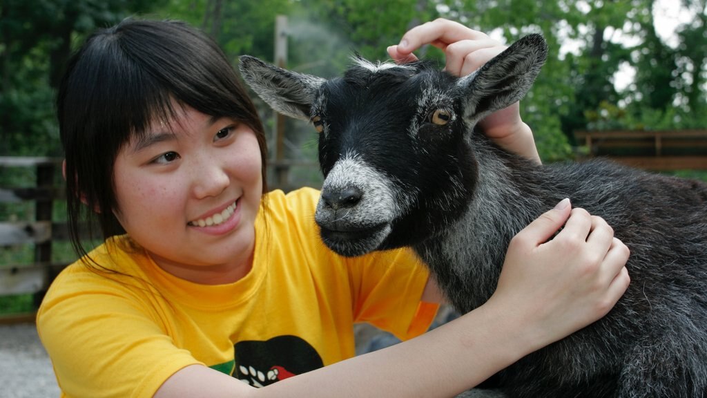 Birmingham toont dierentuindieren en schattige dieren en ook een vrouw