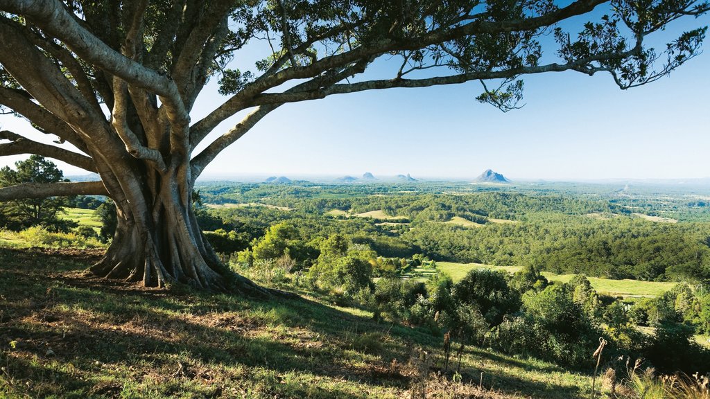 Maleny showing landscape views and tranquil scenes