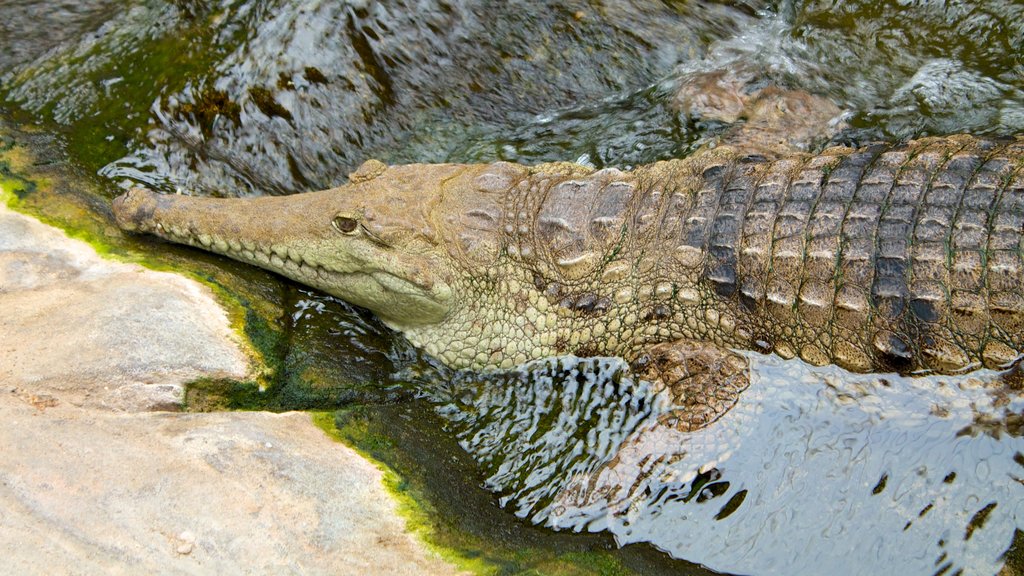 水底世界海中生物館 其中包括 動物園的動物 和 危險動物