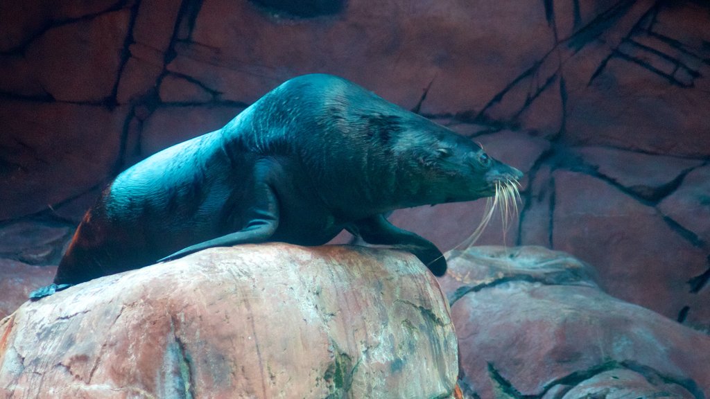 水底世界海中生物館 呈现出 動物園的動物 和 海洋動物