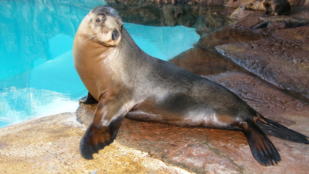 Underwater World Sea Life showing zoo animals and marine life