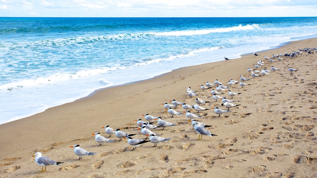 John D. MacArthur Beach State Park showing bird life, a sandy beach and waves