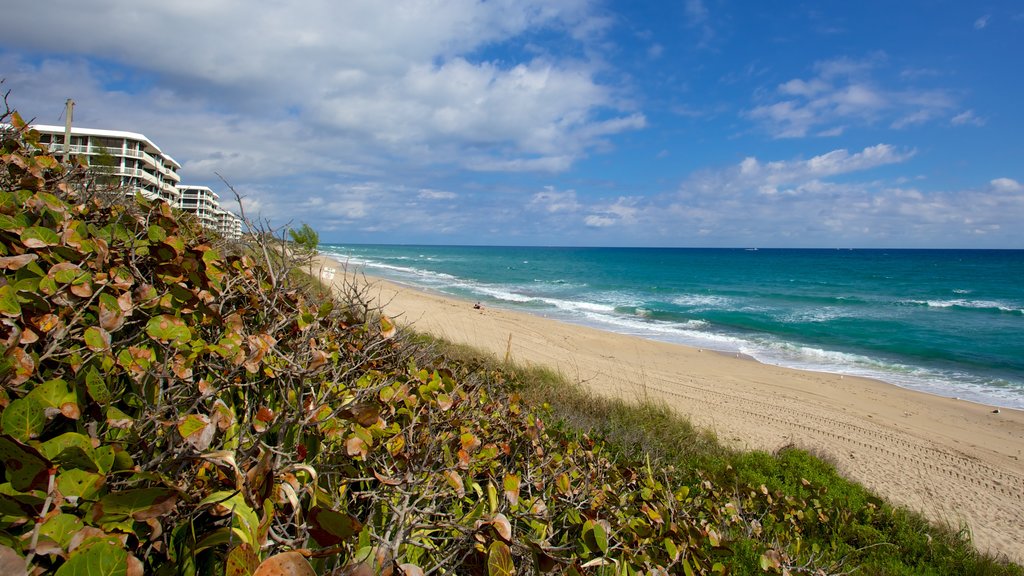 Phipps Ocean Park showing a sandy beach and a coastal town