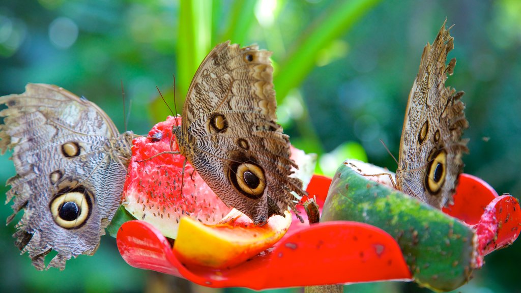 Joaquin Antonio Uribe Botanical Garden featuring animals and a garden