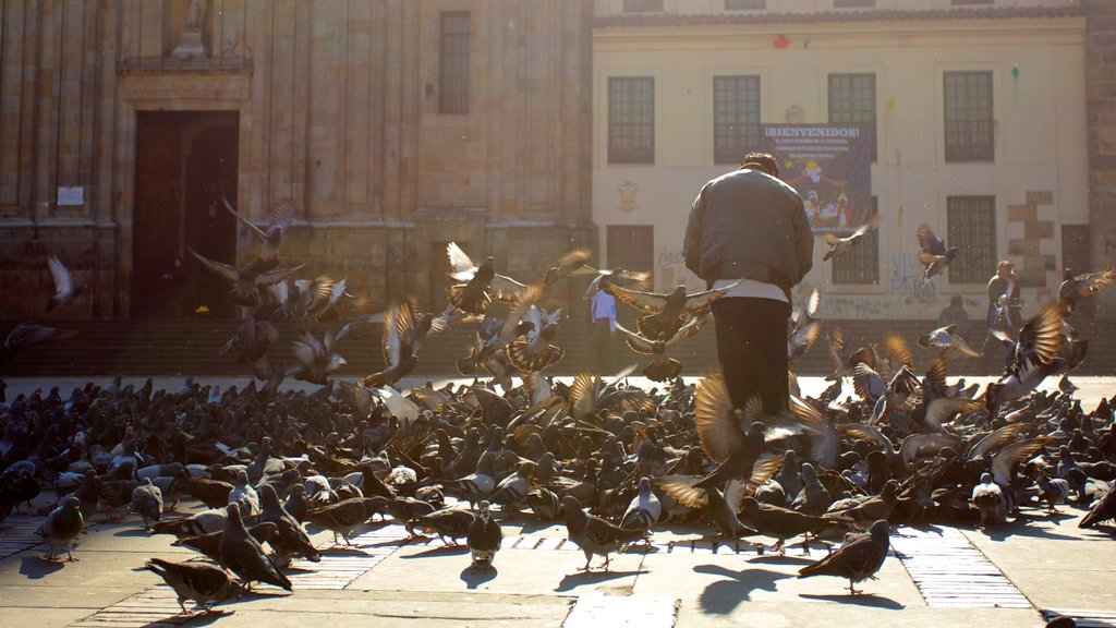 Catedral Primada ofreciendo vida de las aves, una iglesia o catedral y un parque o plaza