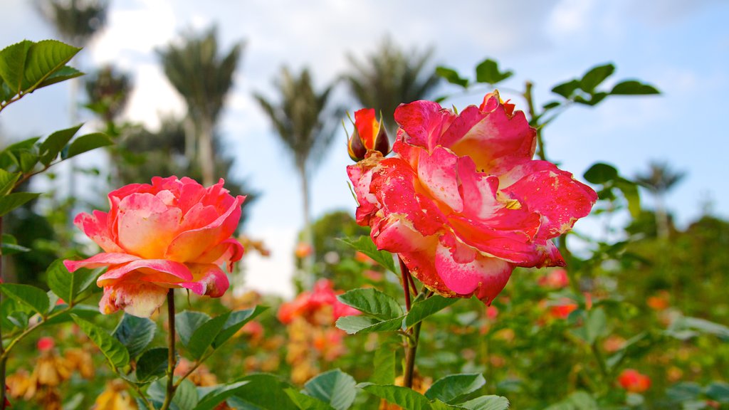 Botanische tuin Bogota toont een tuin en bloemen