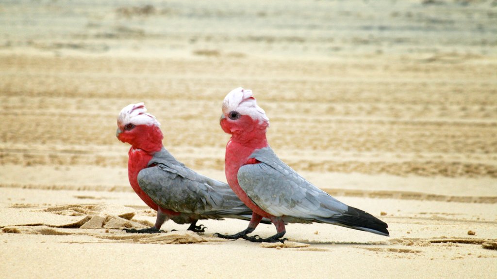 Moreton Island National Park featuring bird life and a beach