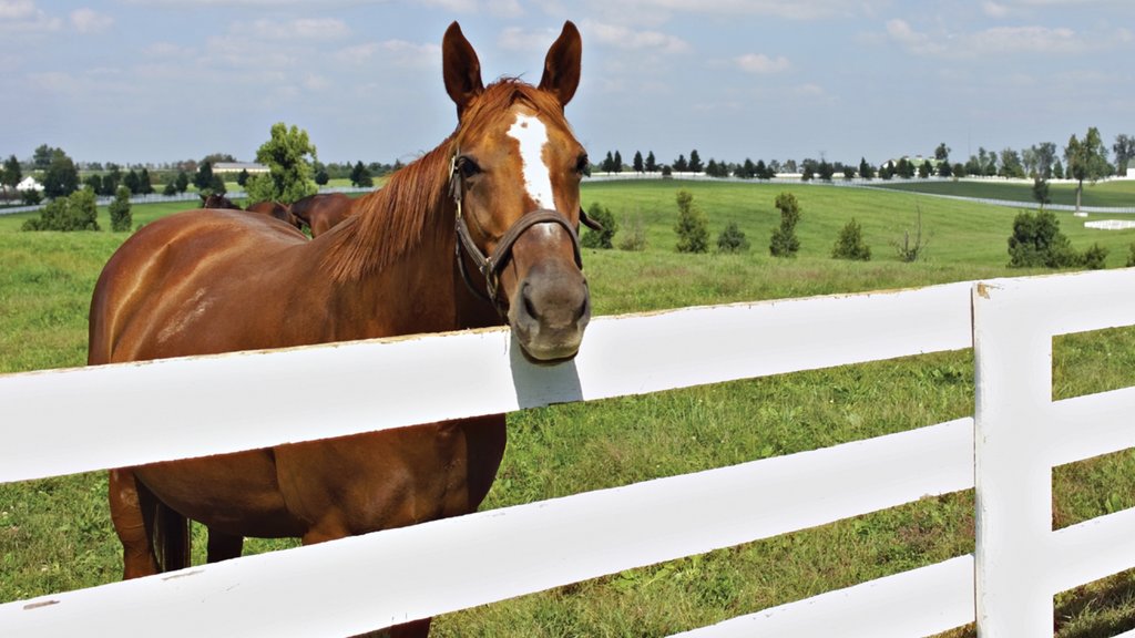 Lexington que incluye granja y animales terrestres