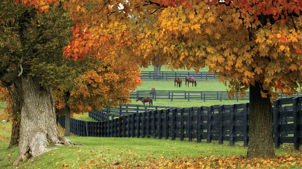 Lexington showing autumn colours, farmland and land animals