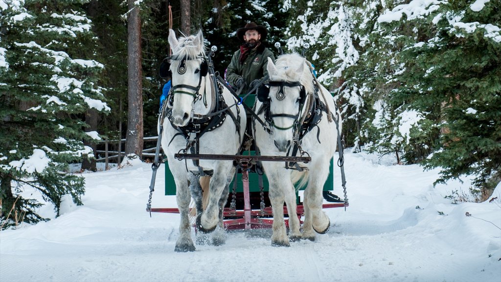 Big Sky Resort som visar snö, ridning och landdjur