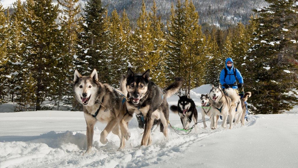 Big Sky Resort som visar snö och hundslädåkning såväl som en man