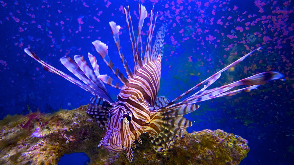 Parque estatal de arrecifes de coral John Pennekamp que incluye vida marina