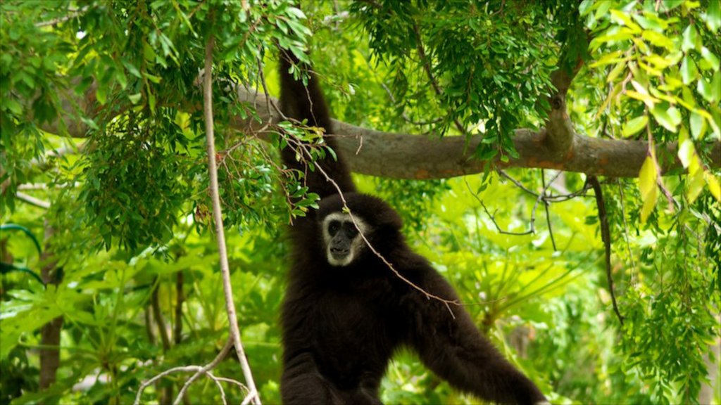 Oakland Zoo som visar zoodjur och gulliga djur