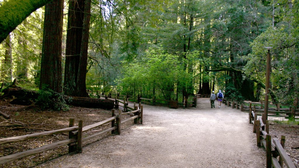 Bay Area showing hiking or walking, a park and forest scenes