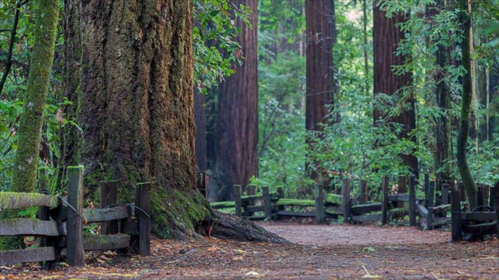 Bay Area showing a garden and forest scenes