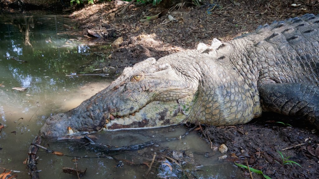 Toledo showing dangerous animals and zoo animals