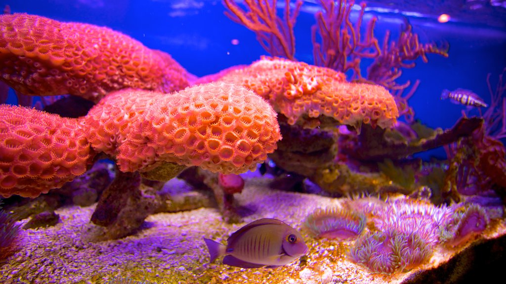 John Pennekamp Coral Reef State Park featuring colourful reefs and marine life