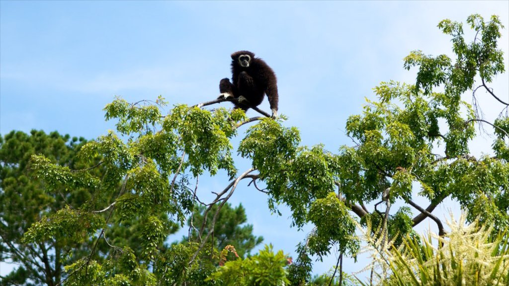 Oakland Zoo caracterizando animais terrestres e animais de zoológico