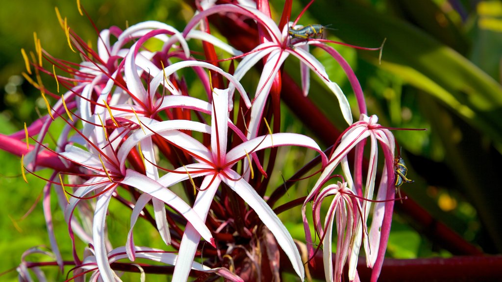 Jardin botanique de Naples montrant parc et fleurs