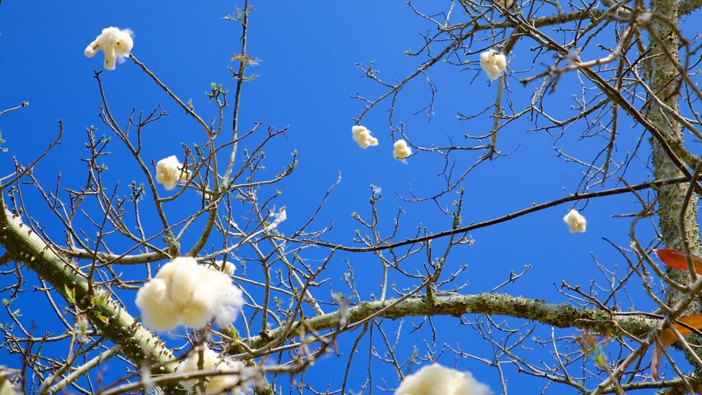 那不勒斯植物園 呈现出 公園