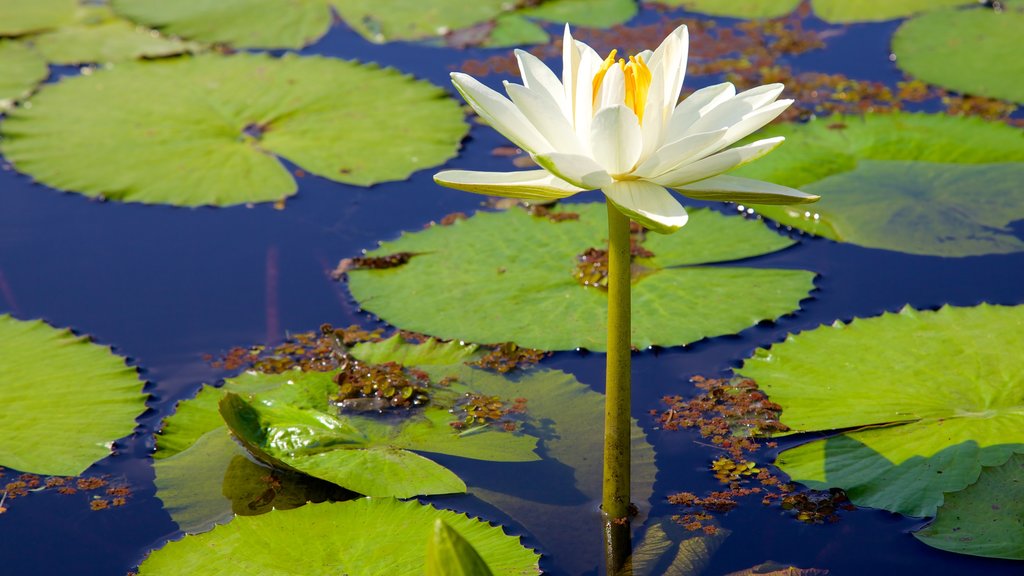 Naples Botanical Garden showing flowers, a pond and a garden