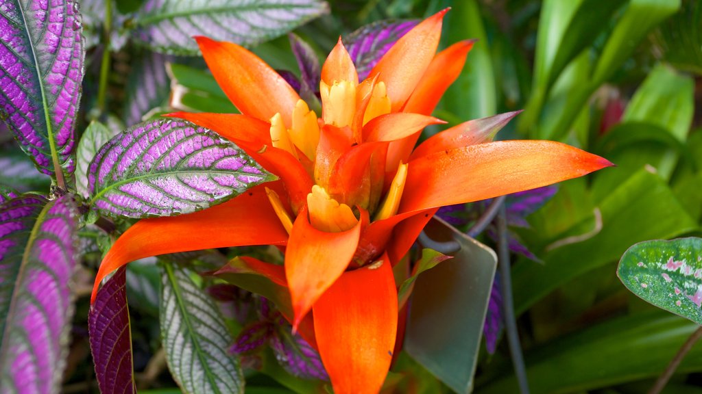 Naples Botanical Garden showing wild flowers and a park