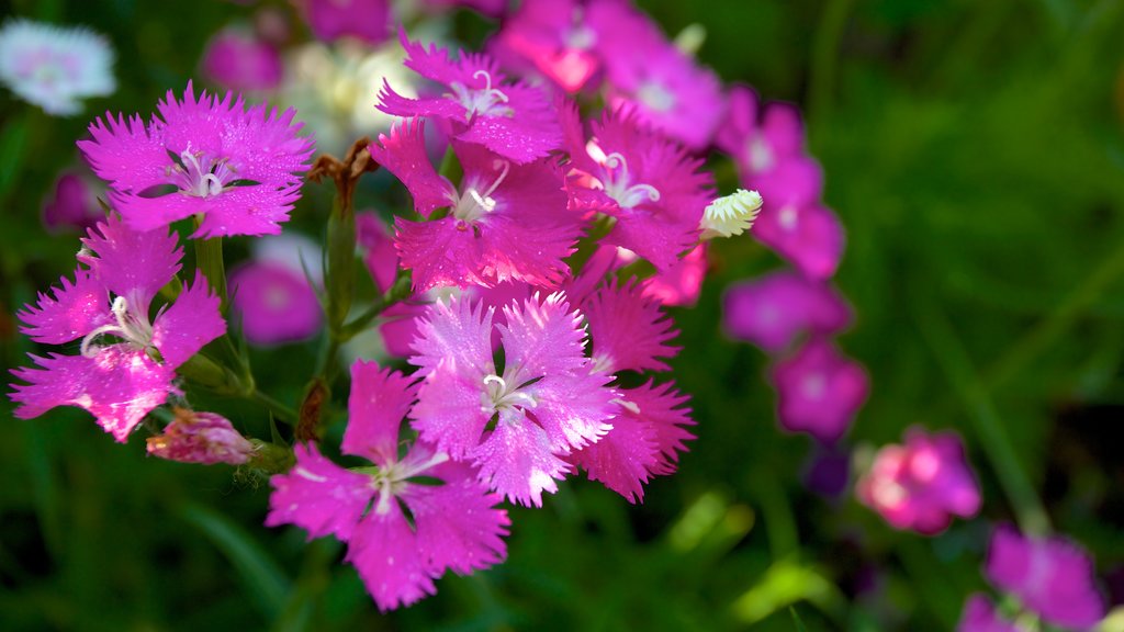 Jardín Botánico de Naples que incluye un parque y flores silvestres