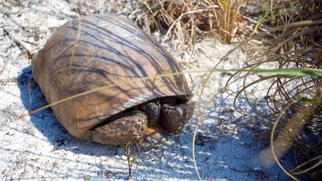 Barefoot Beach que incluye una playa de arena y animales