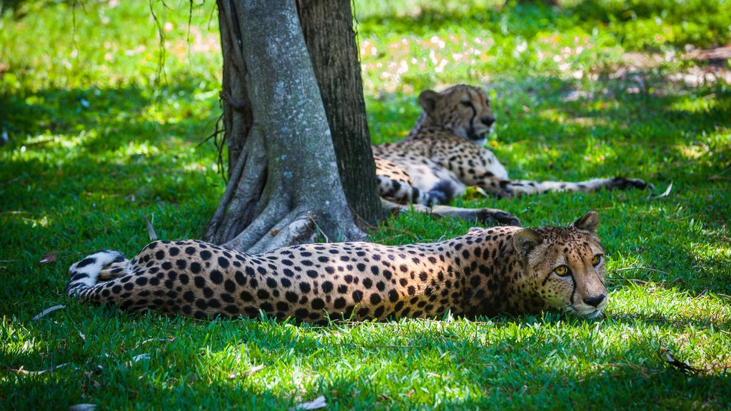 Naples Zoo at Caribbean Gardens which includes zoo animals and dangerous animals