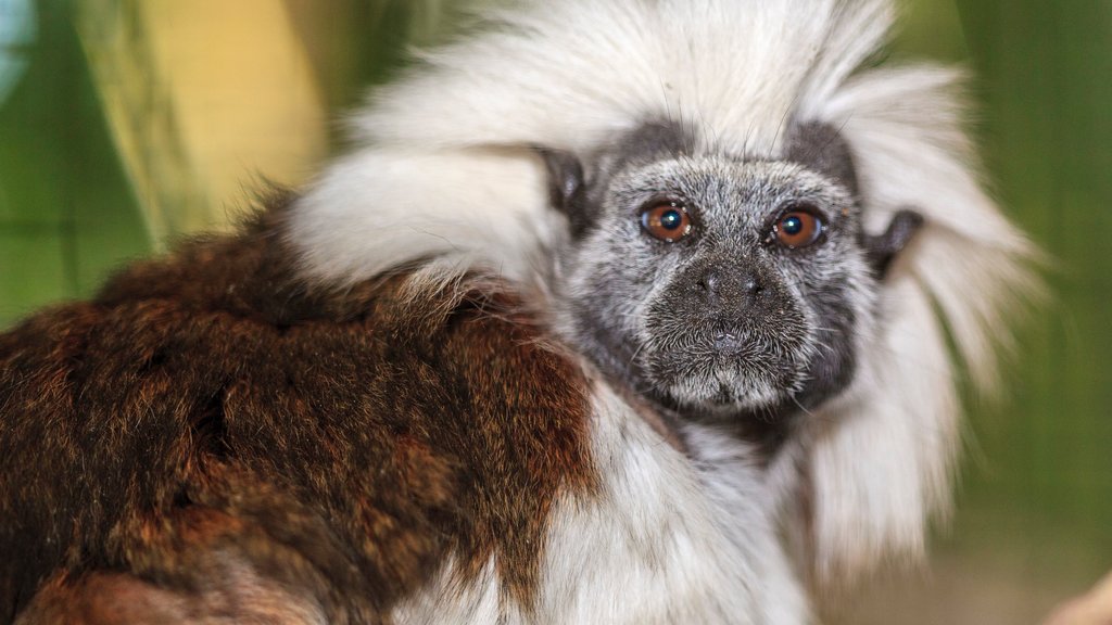 加勒比海花園那不勒斯動物園 其中包括 動物園裡的動物 和 動物