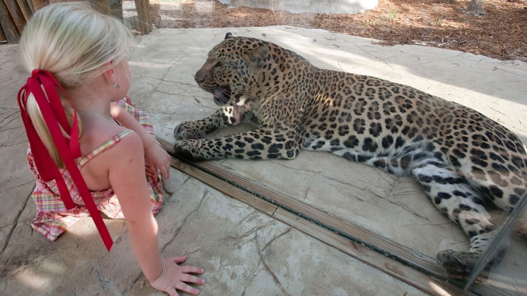 Naples Zoo at Caribbean Gardens showing land animals, zoo animals and dangerous animals