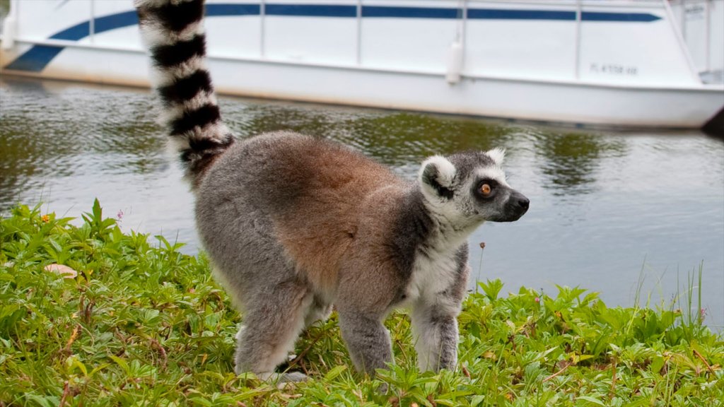 Naples Zoo at Caribbean Gardens showing zoo animals and cuddly or friendly animals