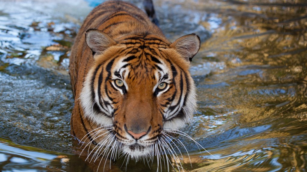 Naples Zoo at Caribbean Gardens featuring zoo animals and dangerous animals