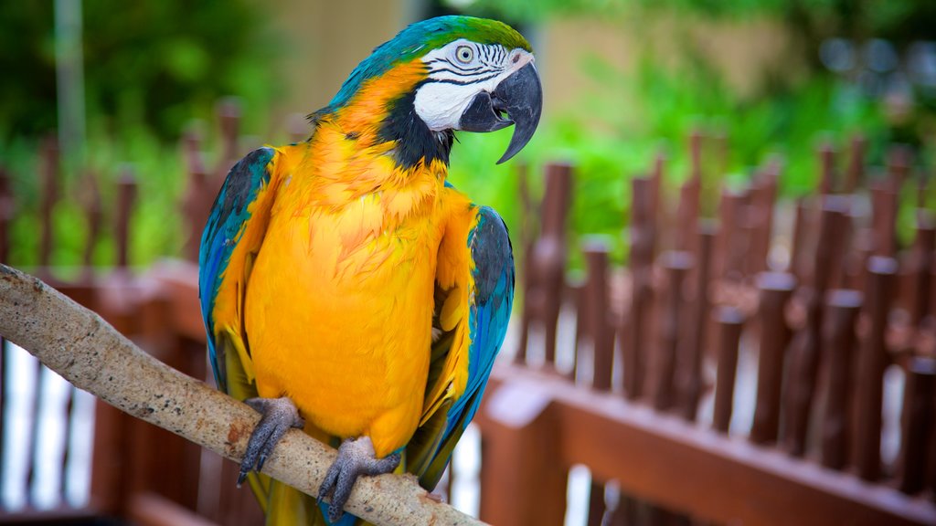 Naples Zoo at Caribbean Gardens mostrando animais de zoológico e vida das aves