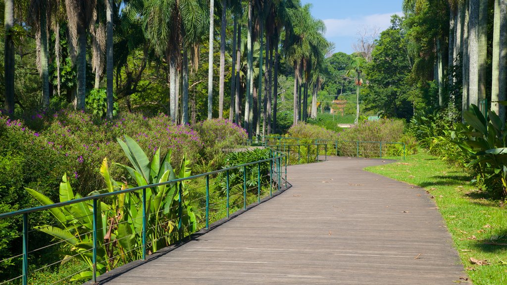 Sao Paulo Botanical Garden showing a park