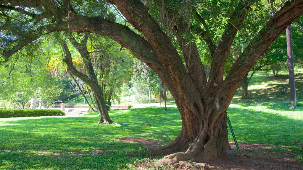 Sao Paulo Botanical Garden showing a park