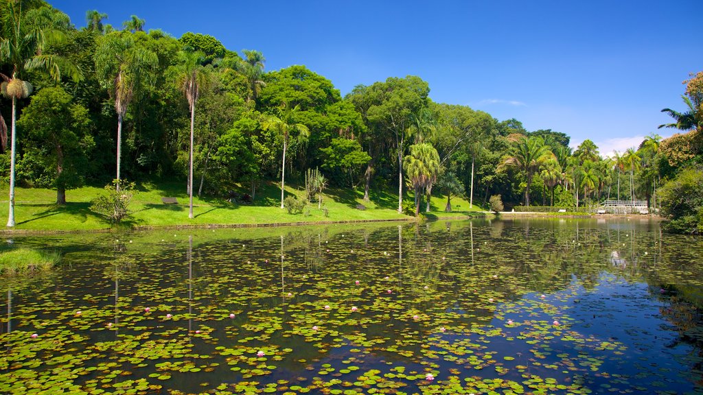 São Paulos botaniska trädgård som visar en damm