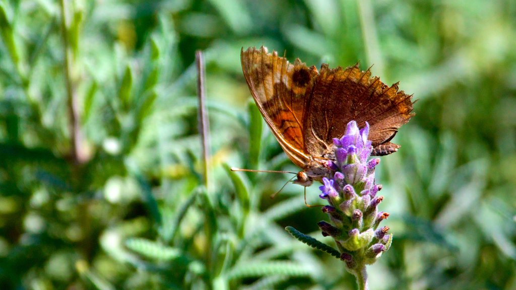 Jardim Botanico showing flowers and animals