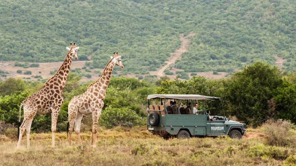 Joanesburgo caracterizando animais terrestres, cenas tranquilas e aventuras de safári