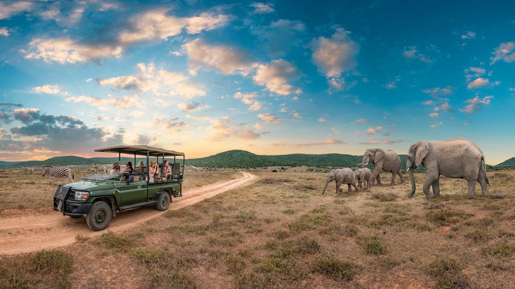 Johannesburgo que incluye escenas tranquilas, animales terrestres y aventuras de safari