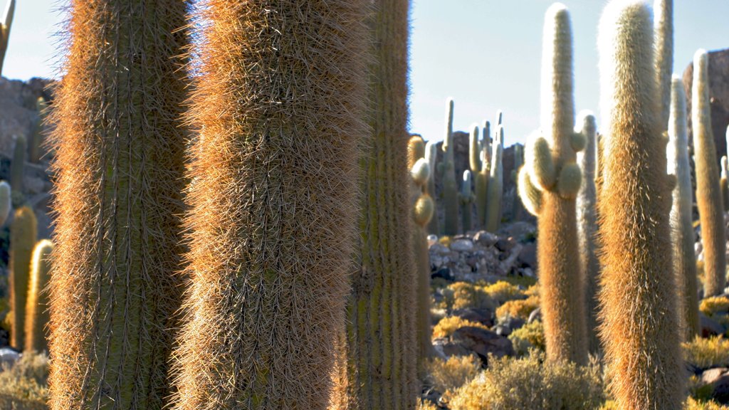 Salar de Uyuni which includes desert views