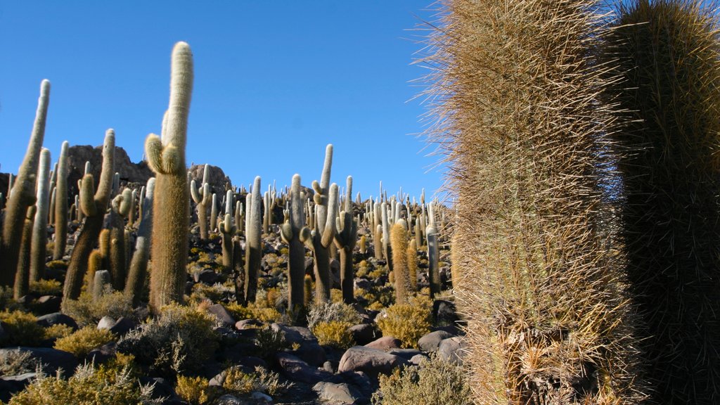 Salar de Uyuni featuring desert views