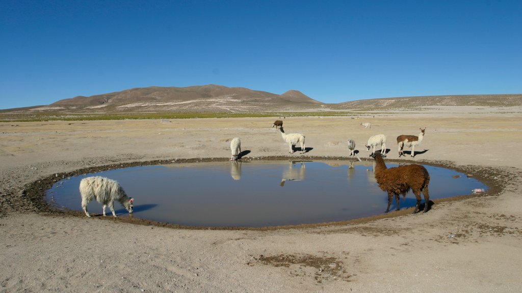 Bolivia som omfatter udsigt over landskaber, landdyr og udsigt over ørkenen