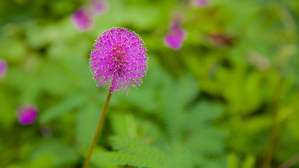 Sarasota Jungle Gardens showing flowers