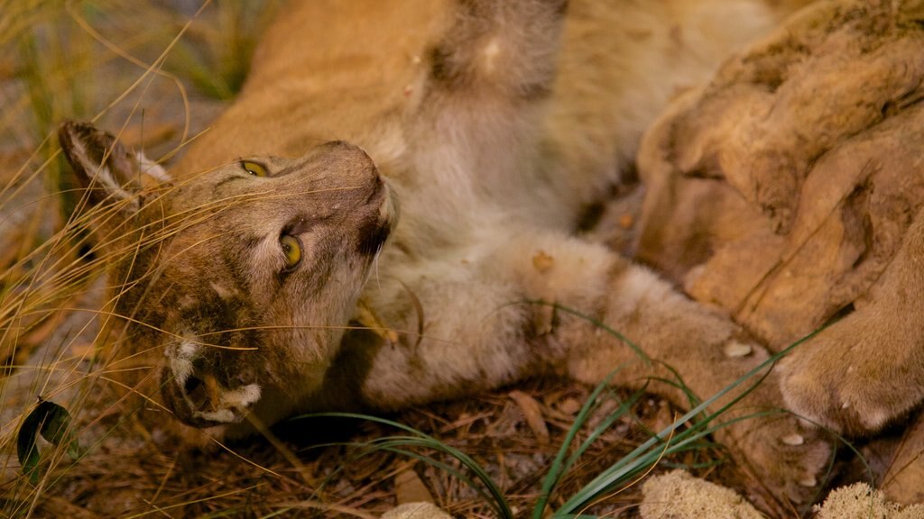 South Florida Museum qui includes animaux dangereux