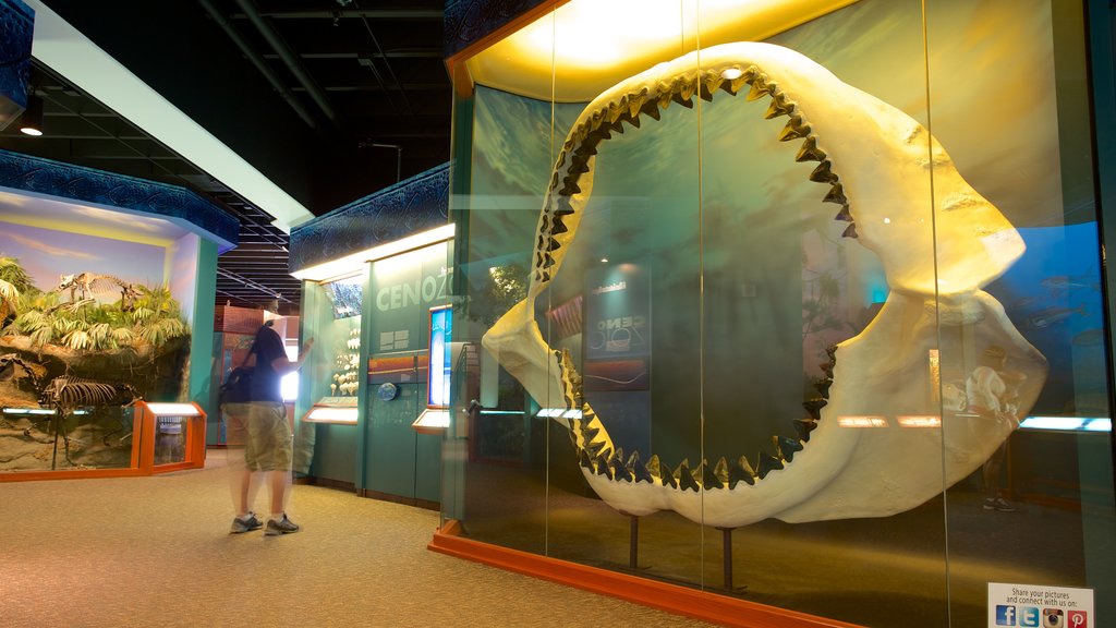 South Florida Museum showing interior views as well as an individual male