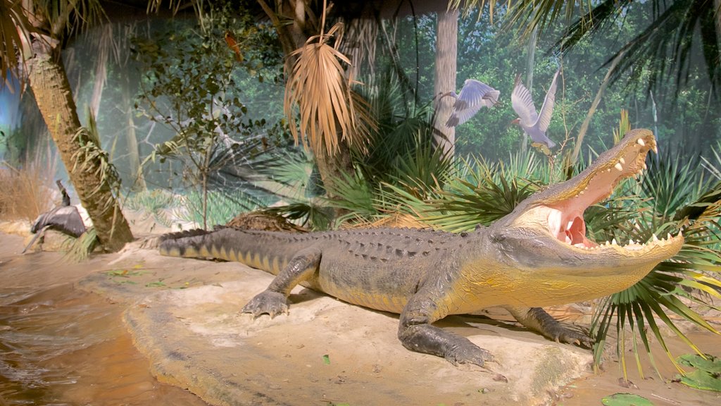 South Florida Museum mettant en vedette vues intérieures