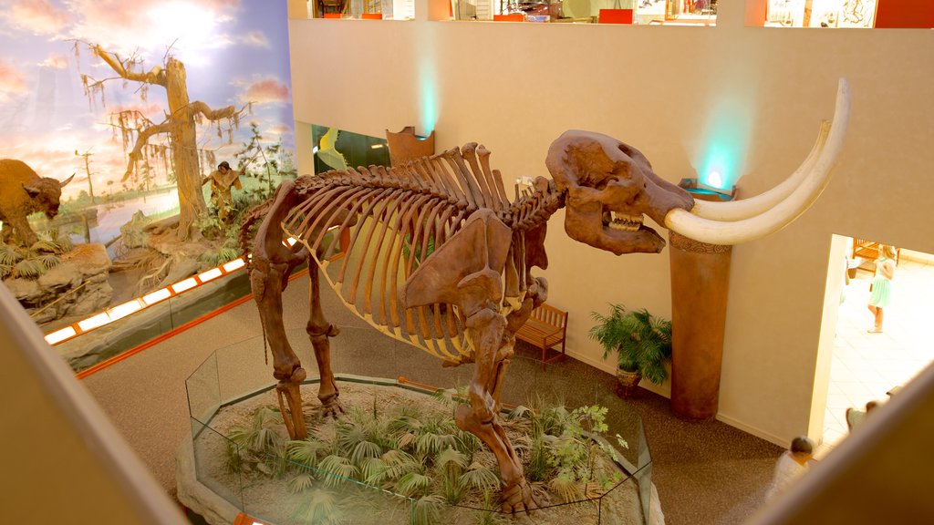 South Florida Museum showing interior views